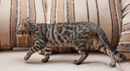 Bengal Cat rosetted